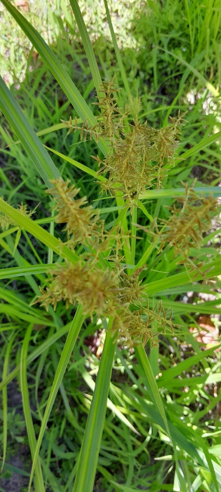 Cyperus esculentus