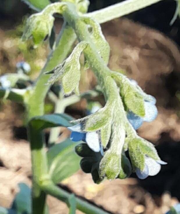 Cynoglossum amabile