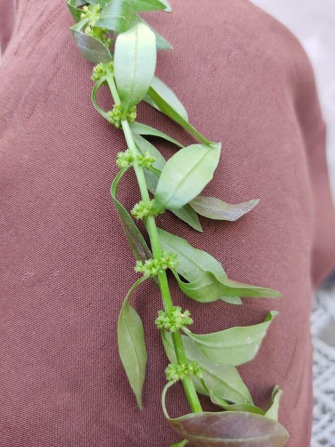Rumex pulcher