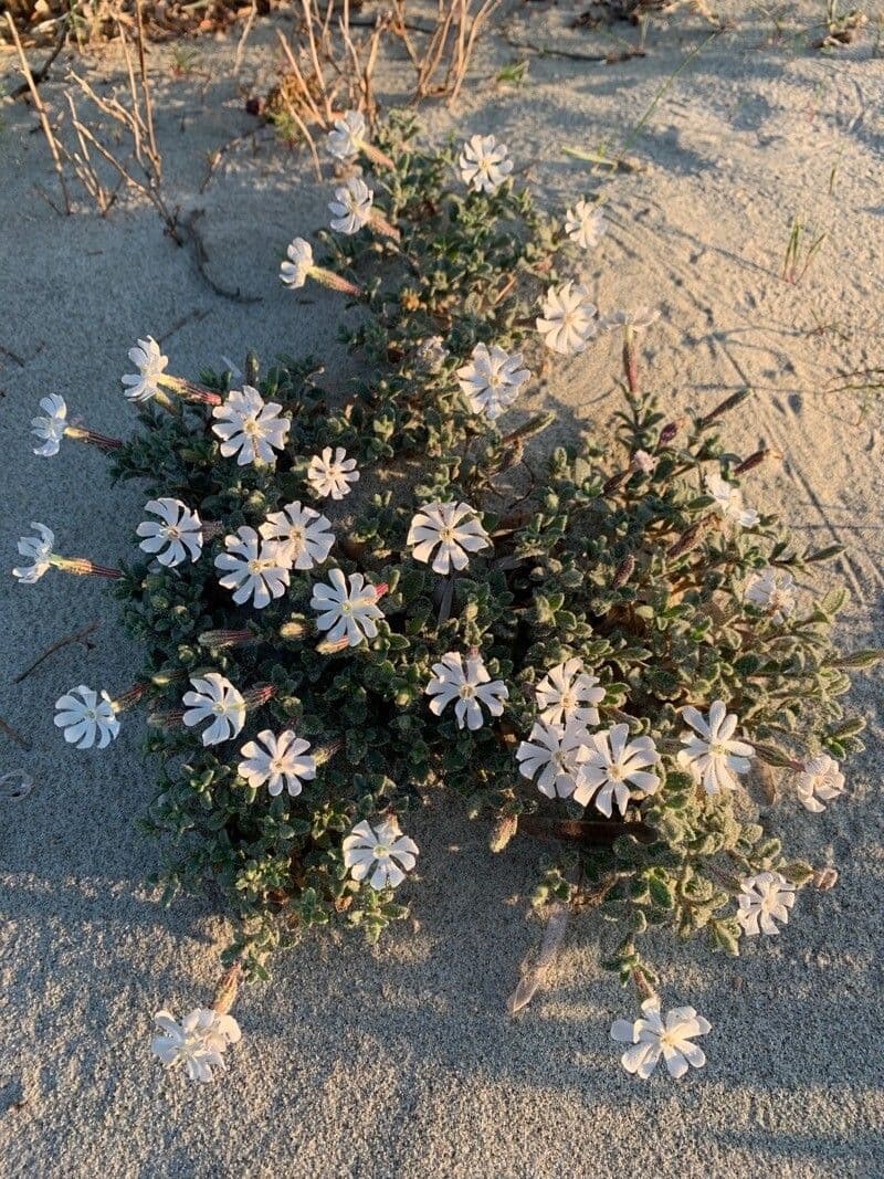 Silene succulenta
