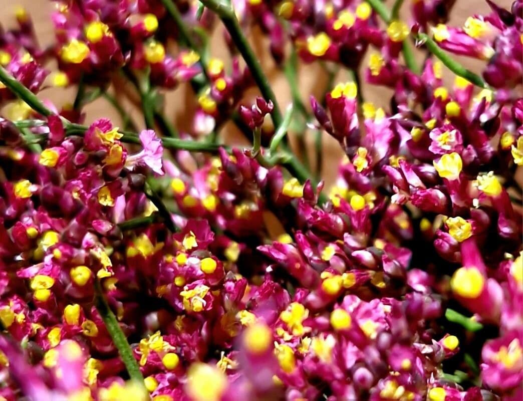 Limonium bellidifolium