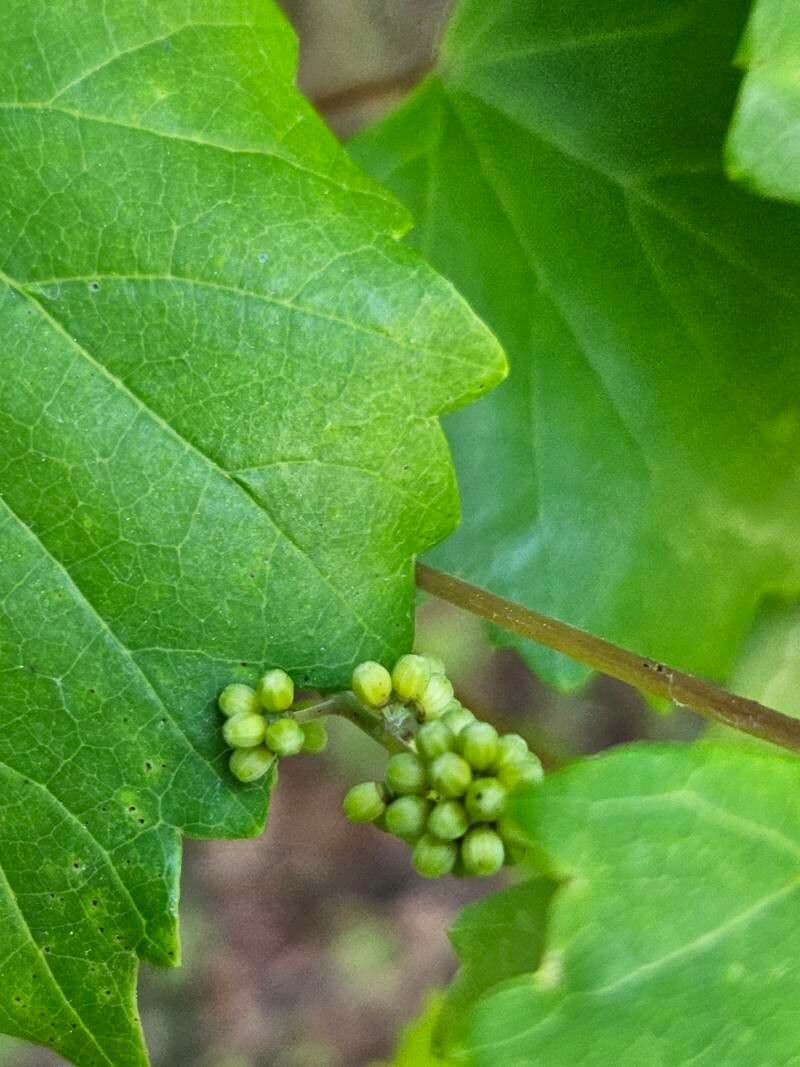 Vitis rotundifolia