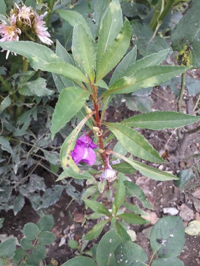 Impatiens balsamina