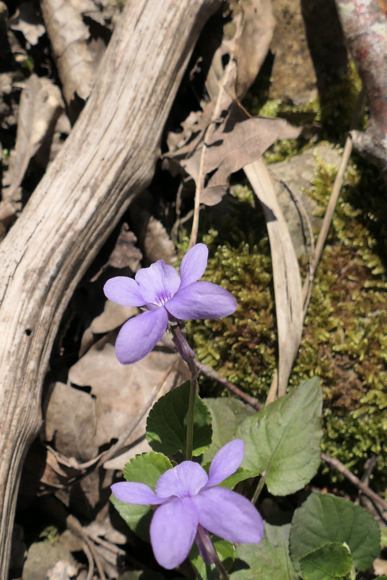 Viola reichenbachiana