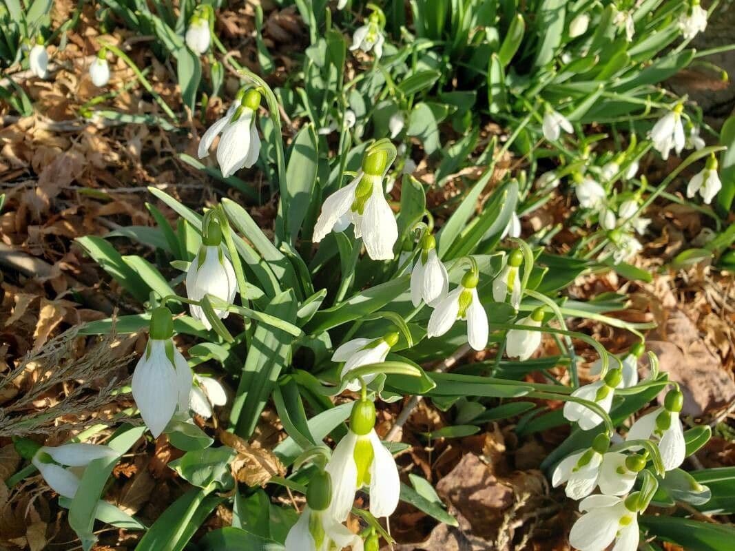 Galanthus elwesii