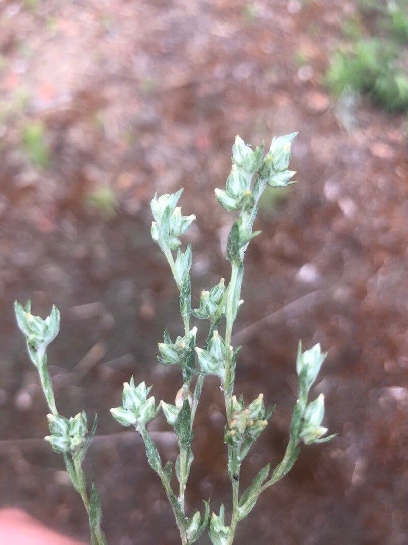Logfia minima