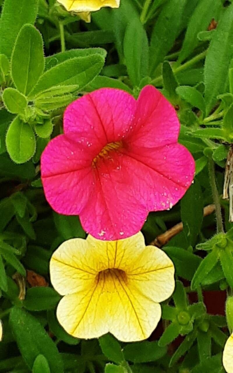 Calibrachoa parviflora