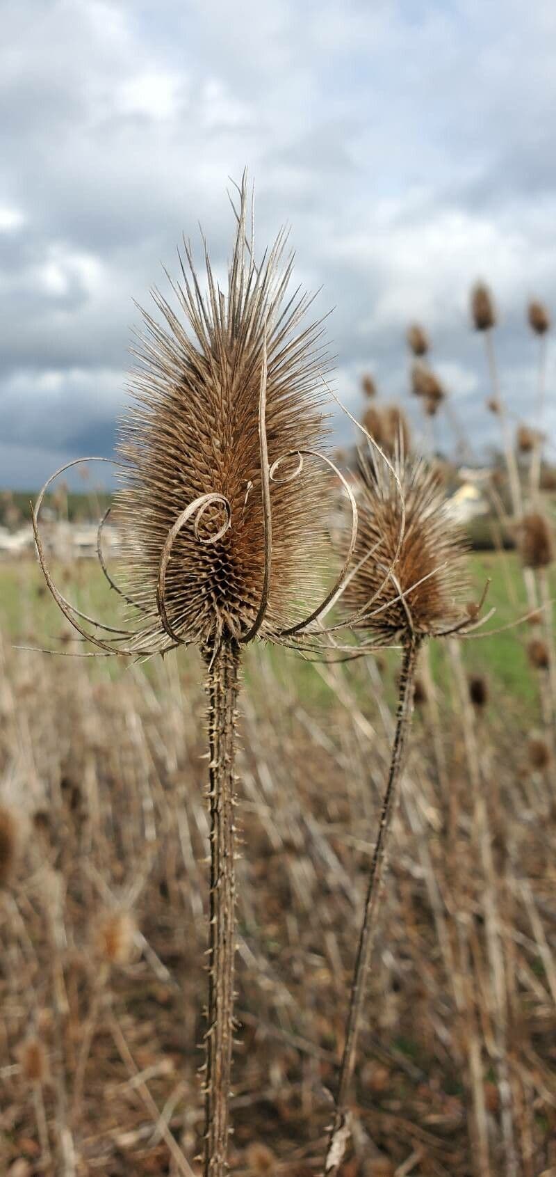 Dipsacus sativus