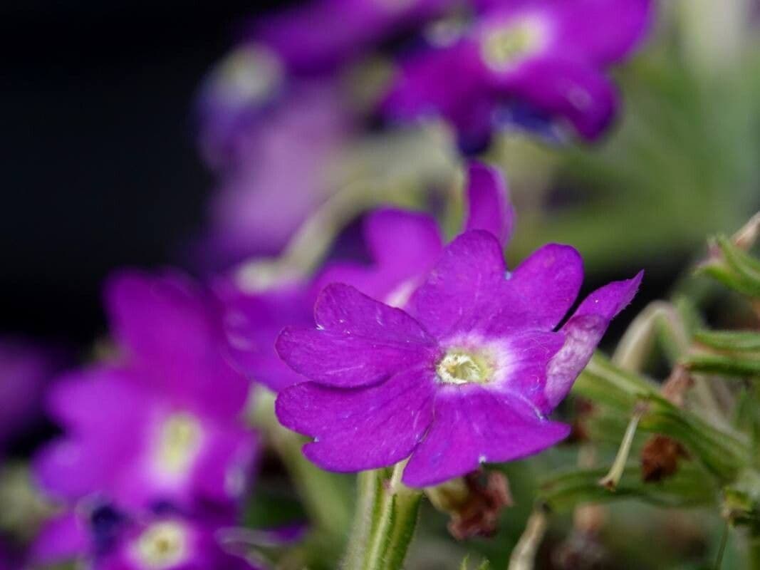 Primula hirsuta