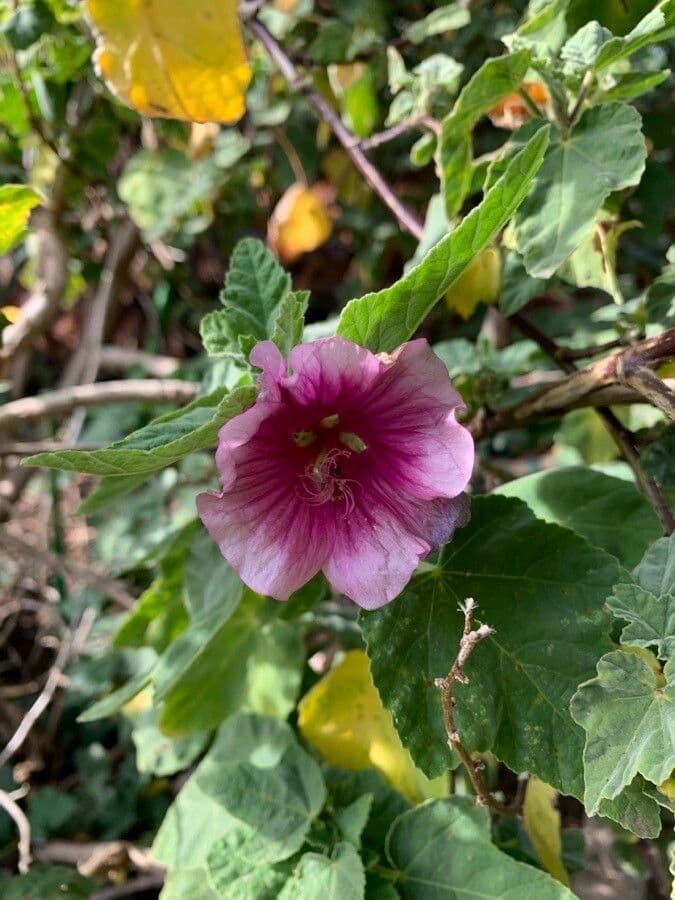 Malva olbia