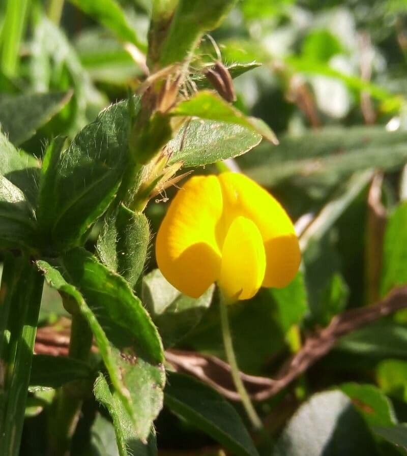 Arachis hypogaea