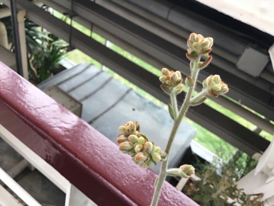 Kalanchoe tomentosa