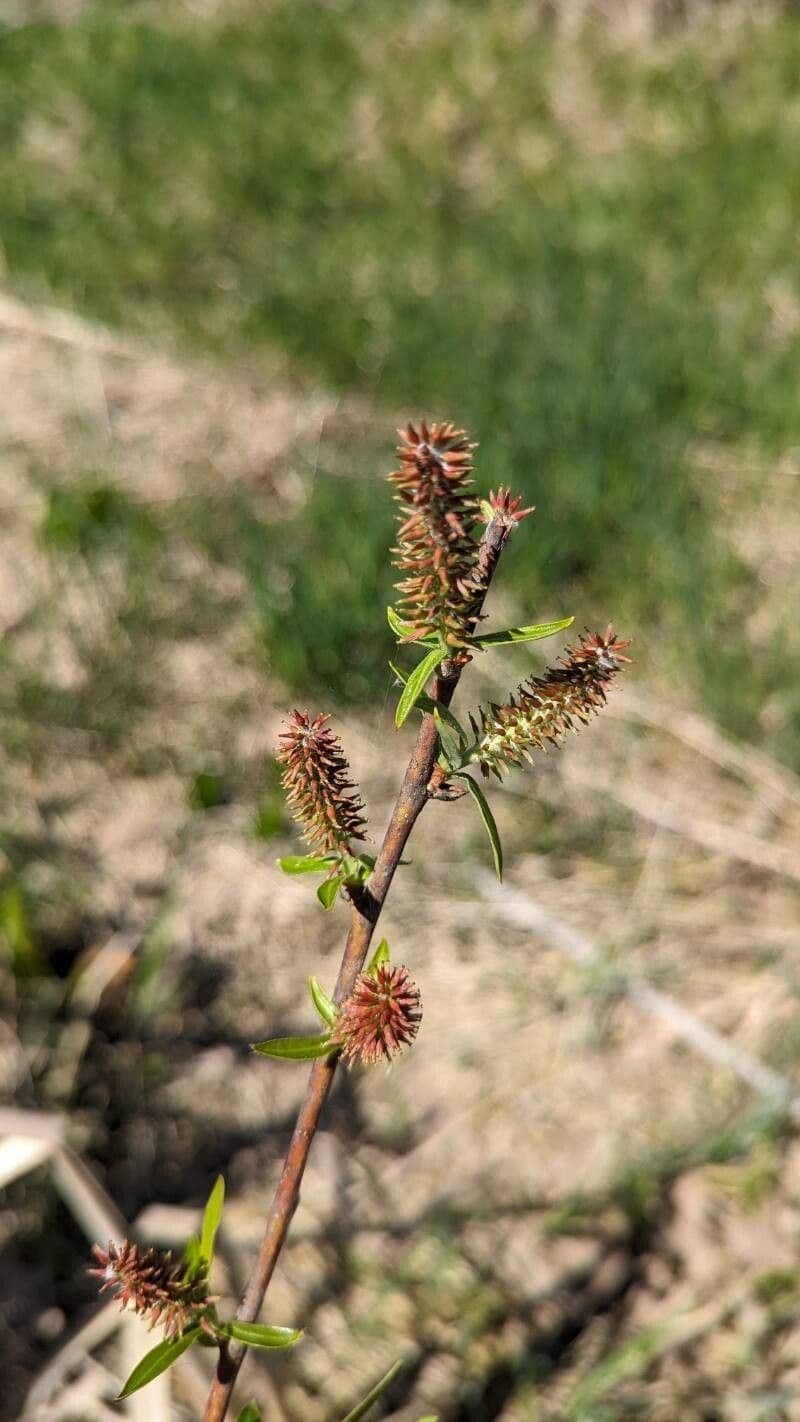 Salix eriocephala