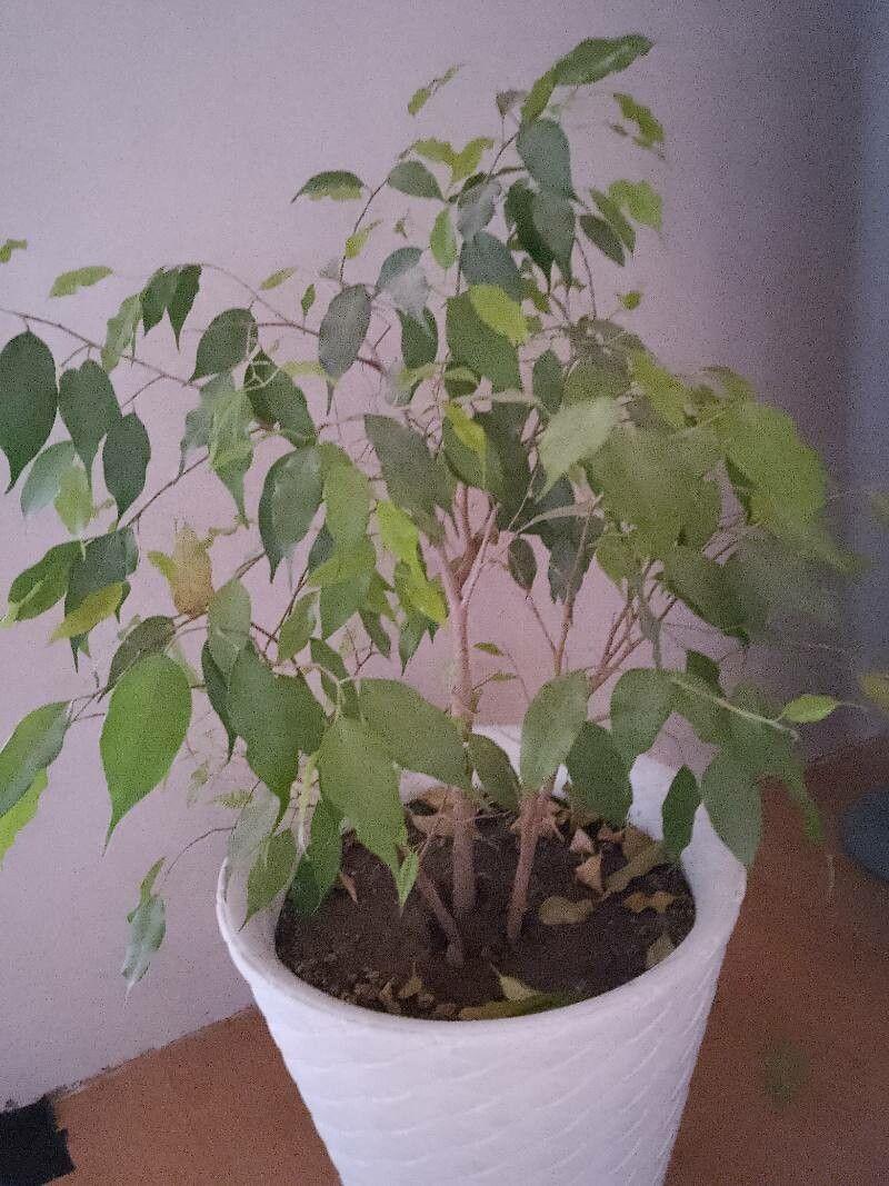 Ficus benjamina