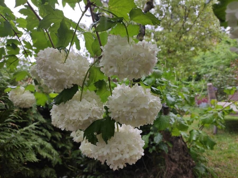 Viburnum opulus