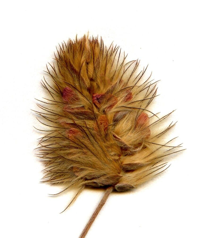 Ebenus pinnata