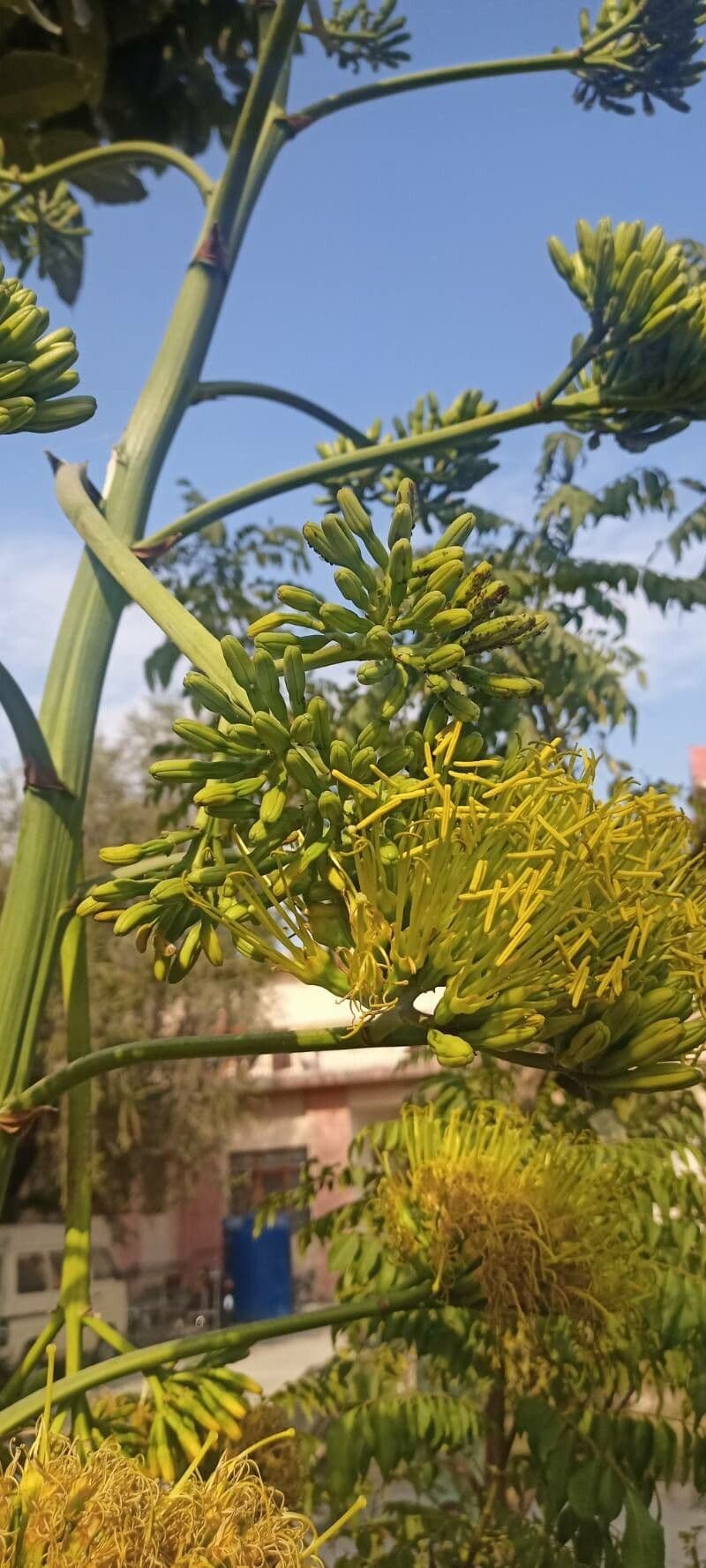 Agave sisalana