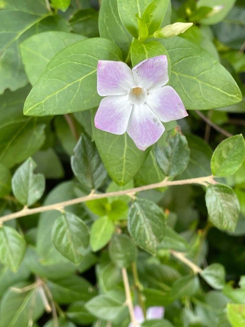 Vinca difformis