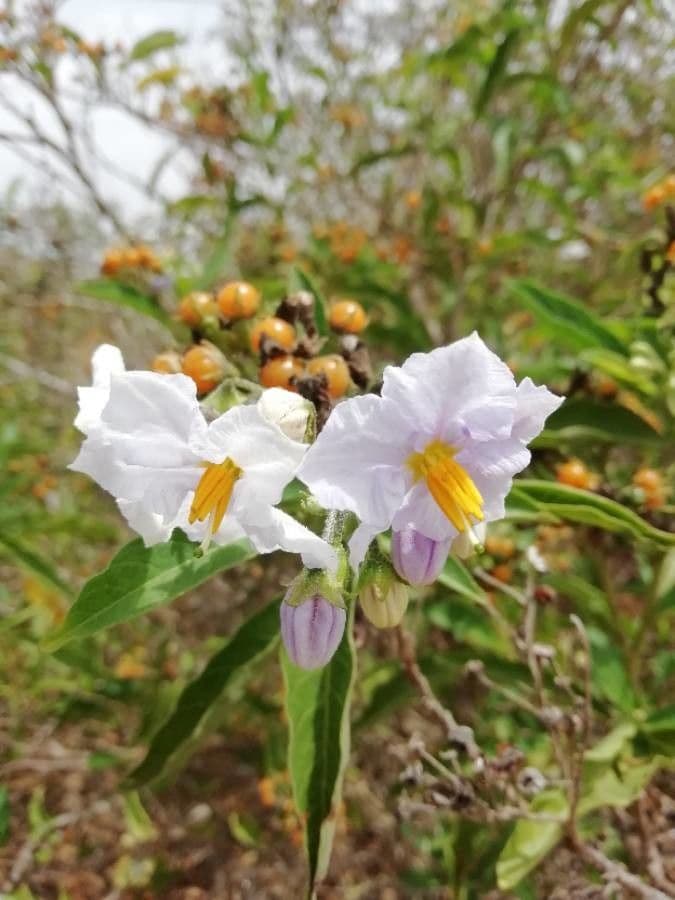 Solanum bonariense