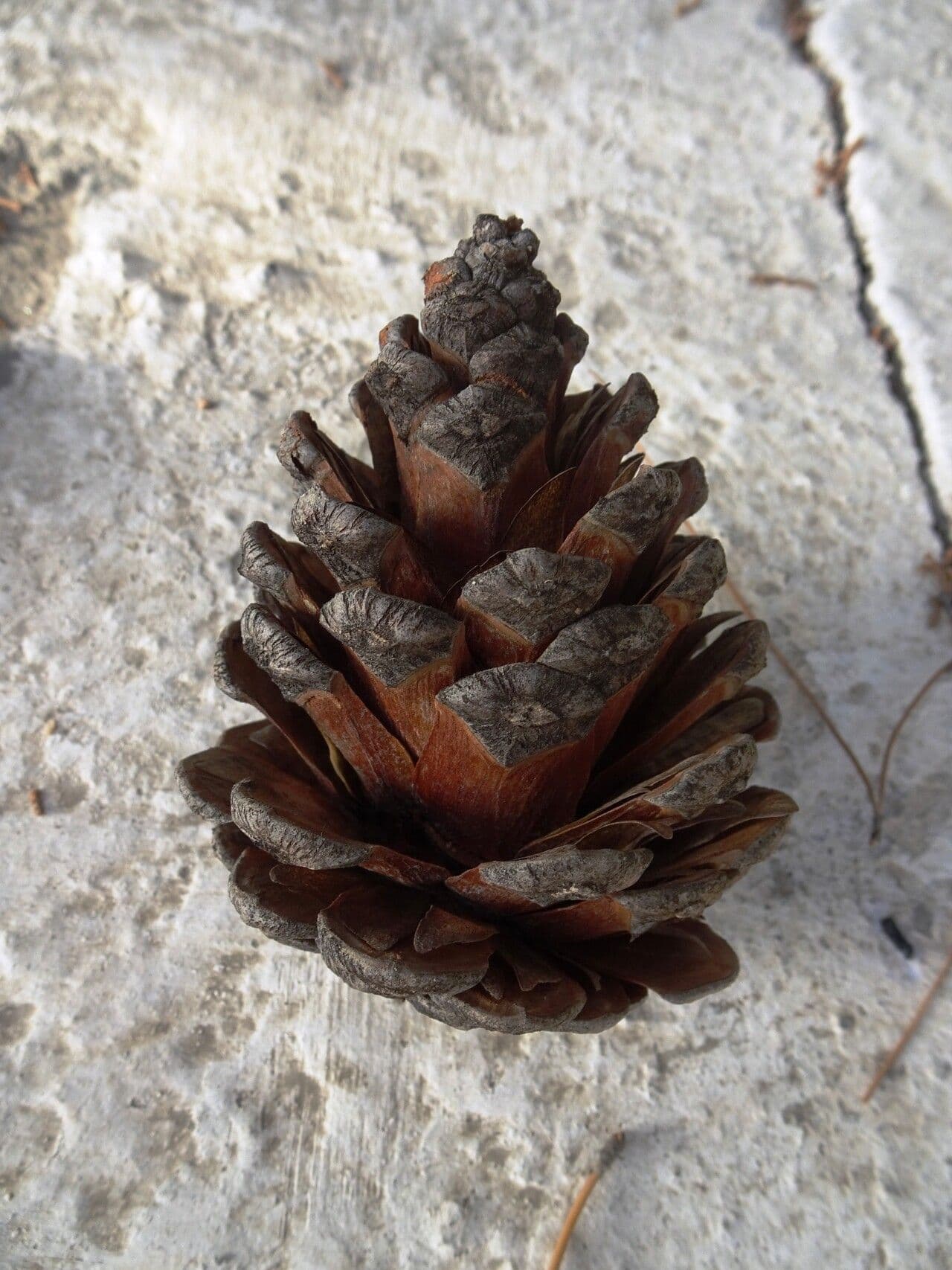 Pinus thunbergii