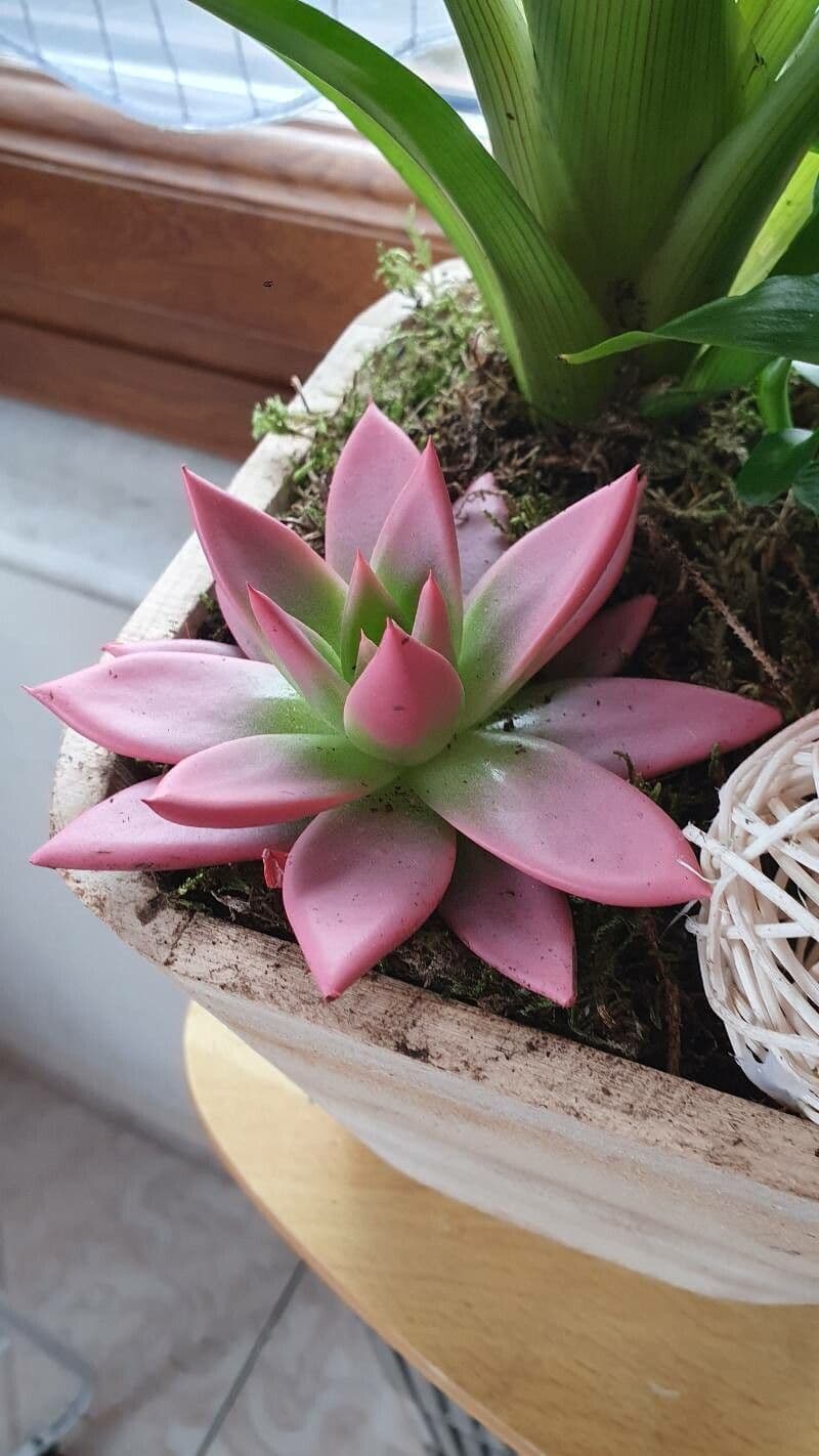 Echeveria agavoides