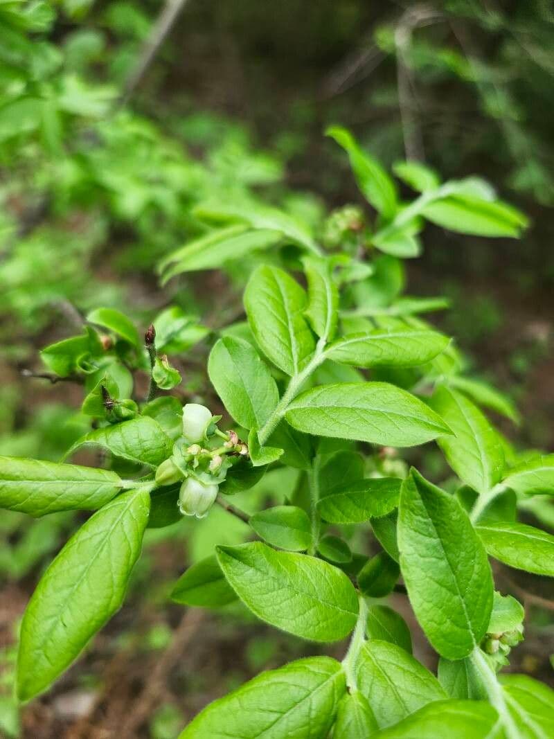 Vaccinium myrtilloides