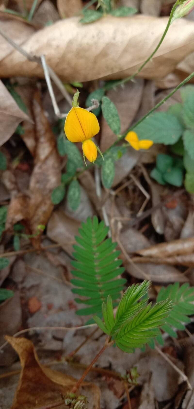 Crotalaria juncea