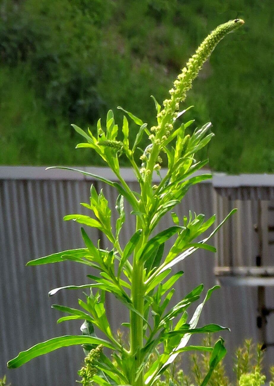 Reseda luteola
