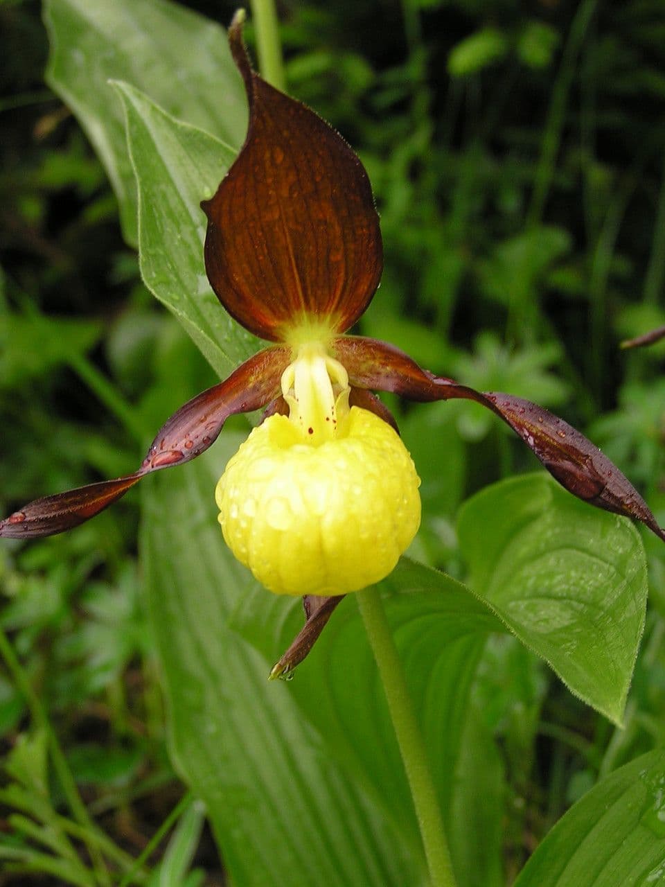 Cypripedium calceolus