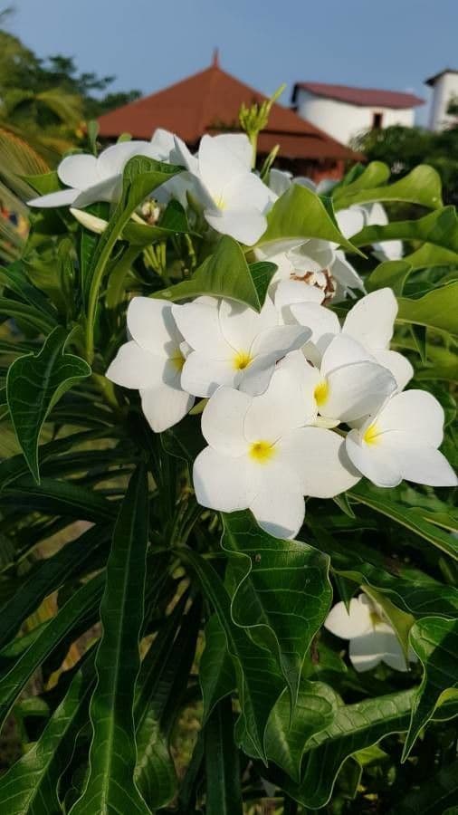 Plumeria pudica