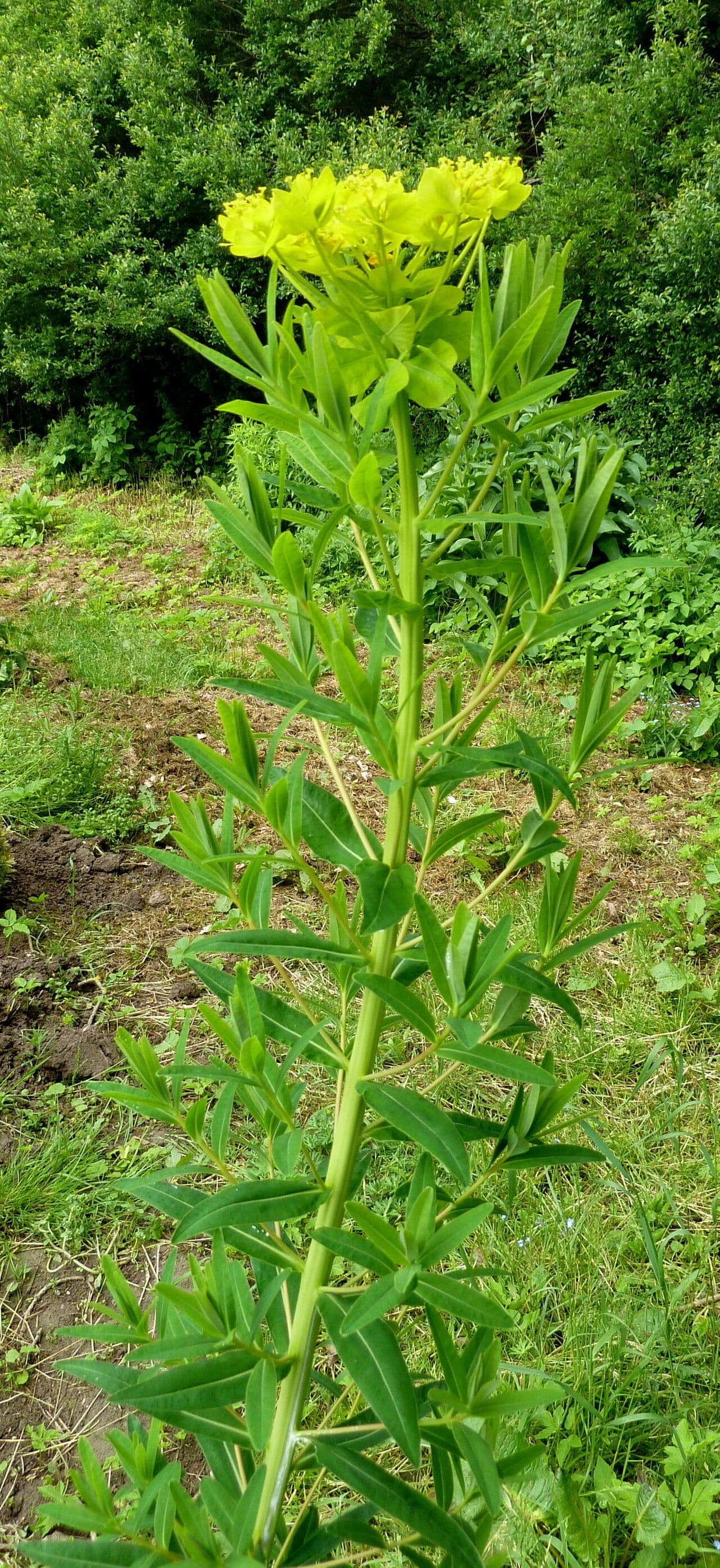 Euphorbia esula