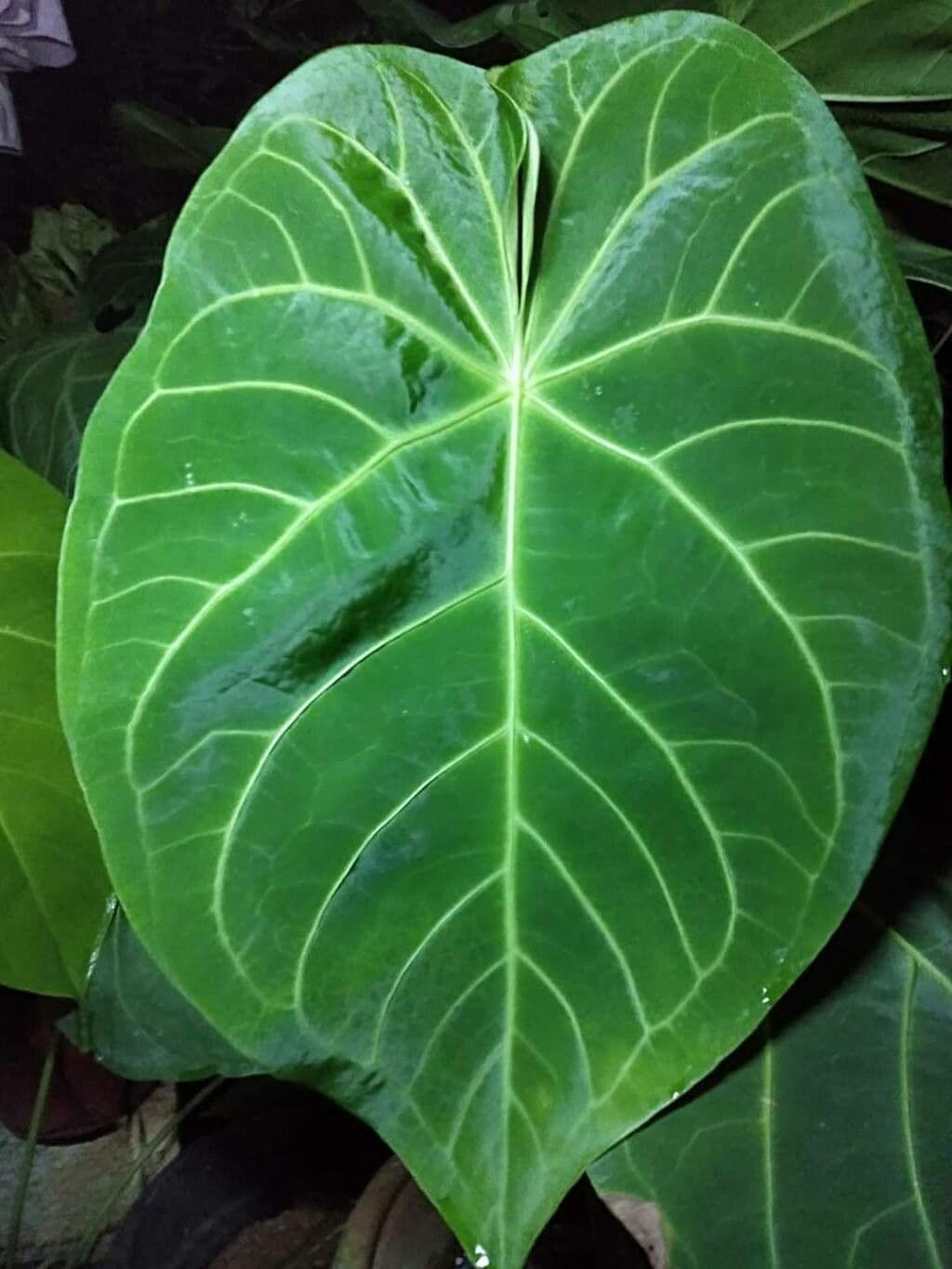 Anthurium magnificum