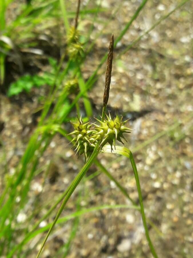 Carex flava