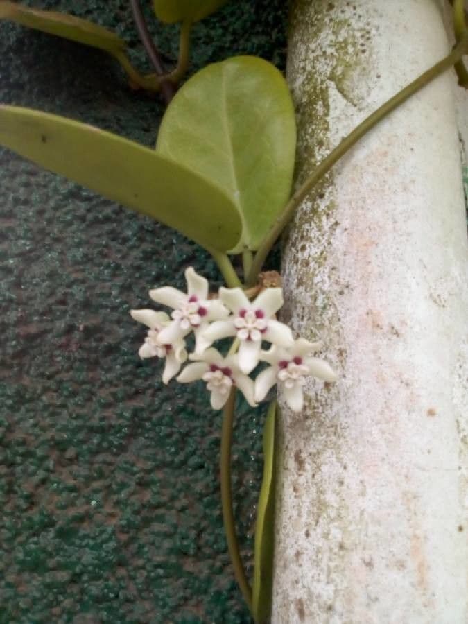 Hoya australis