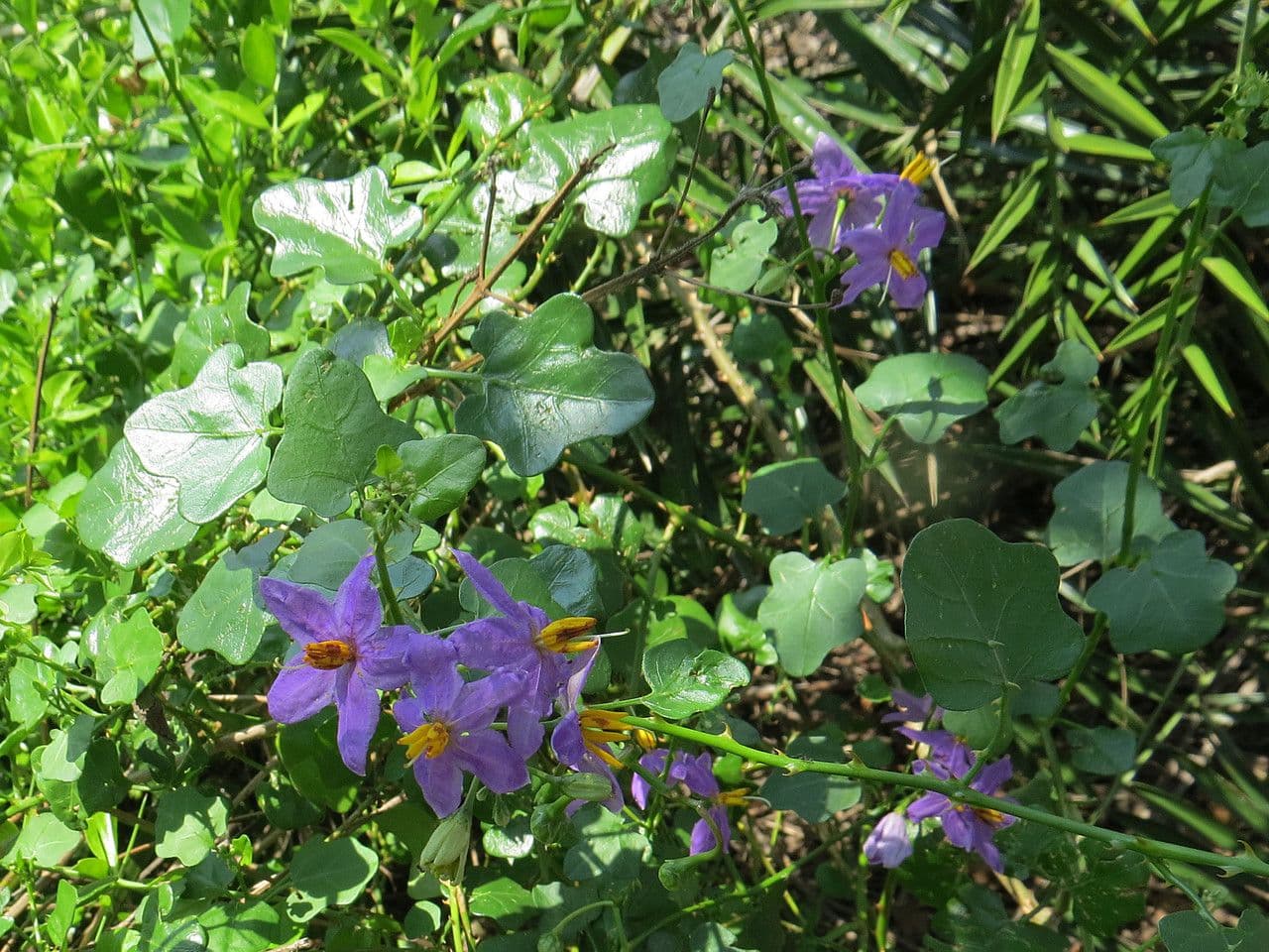 Solanum trilobatum