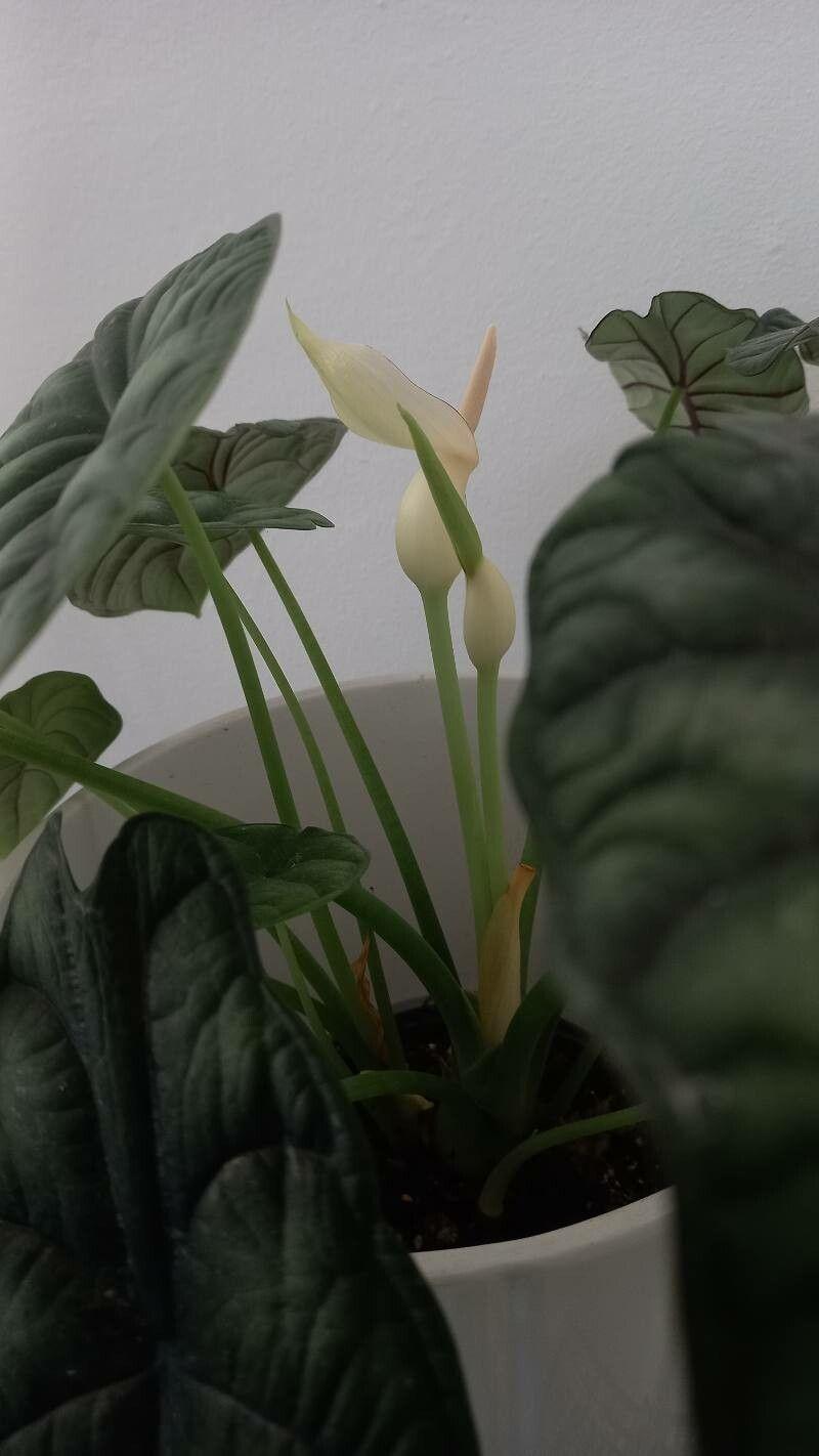 Alocasia baginda