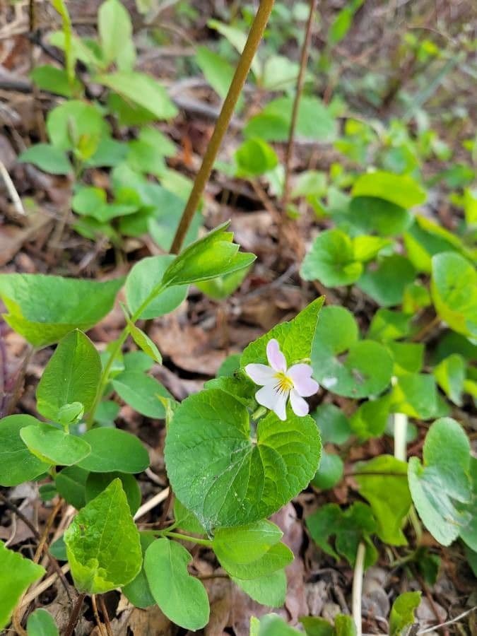 Viola canadensis