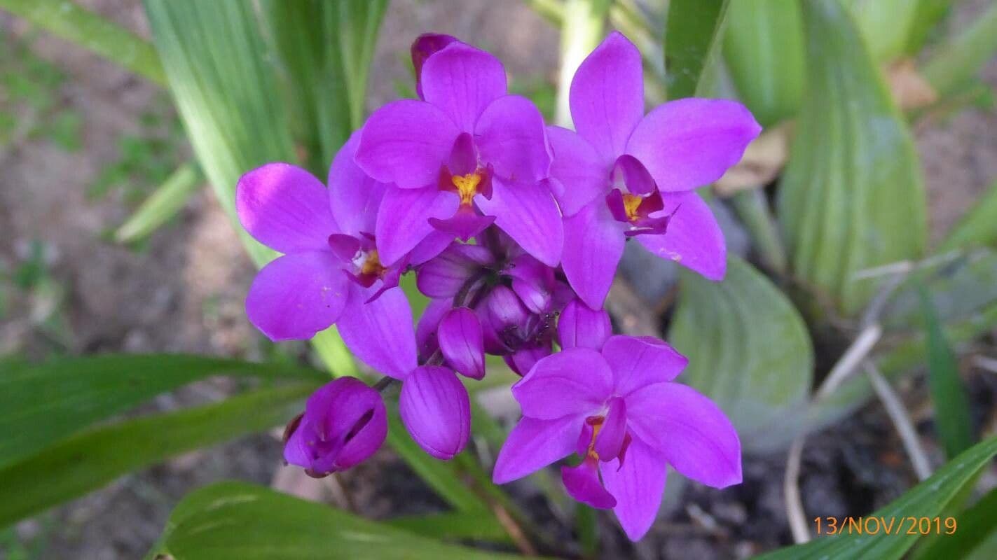 Spathoglottis unguiculata