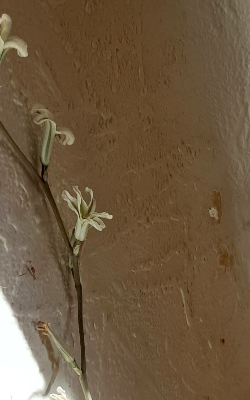 Haworthia truncata