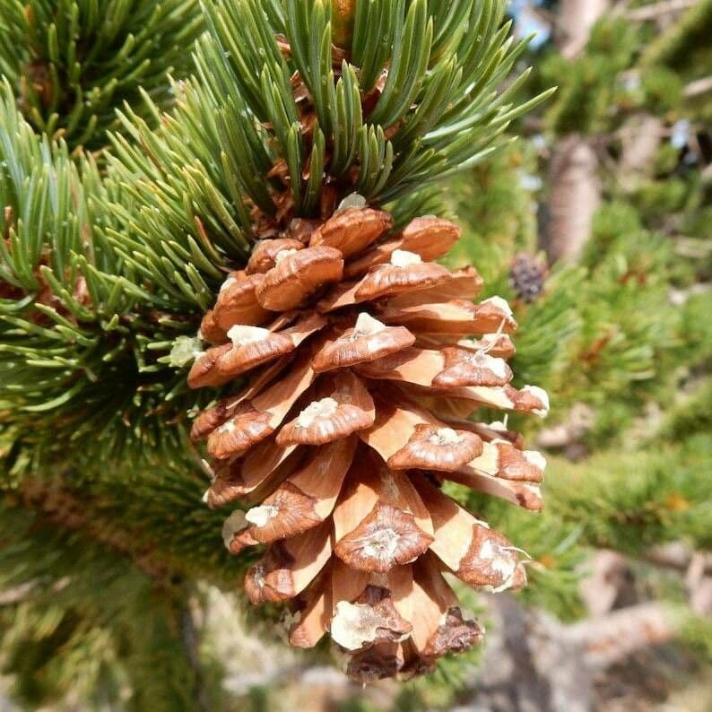 Pinus aristata