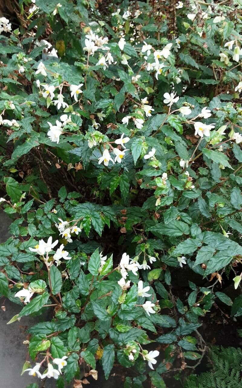 Begonia acutifolia