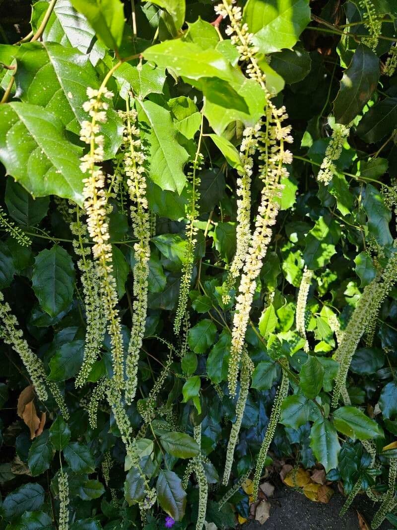 Itea ilicifolia