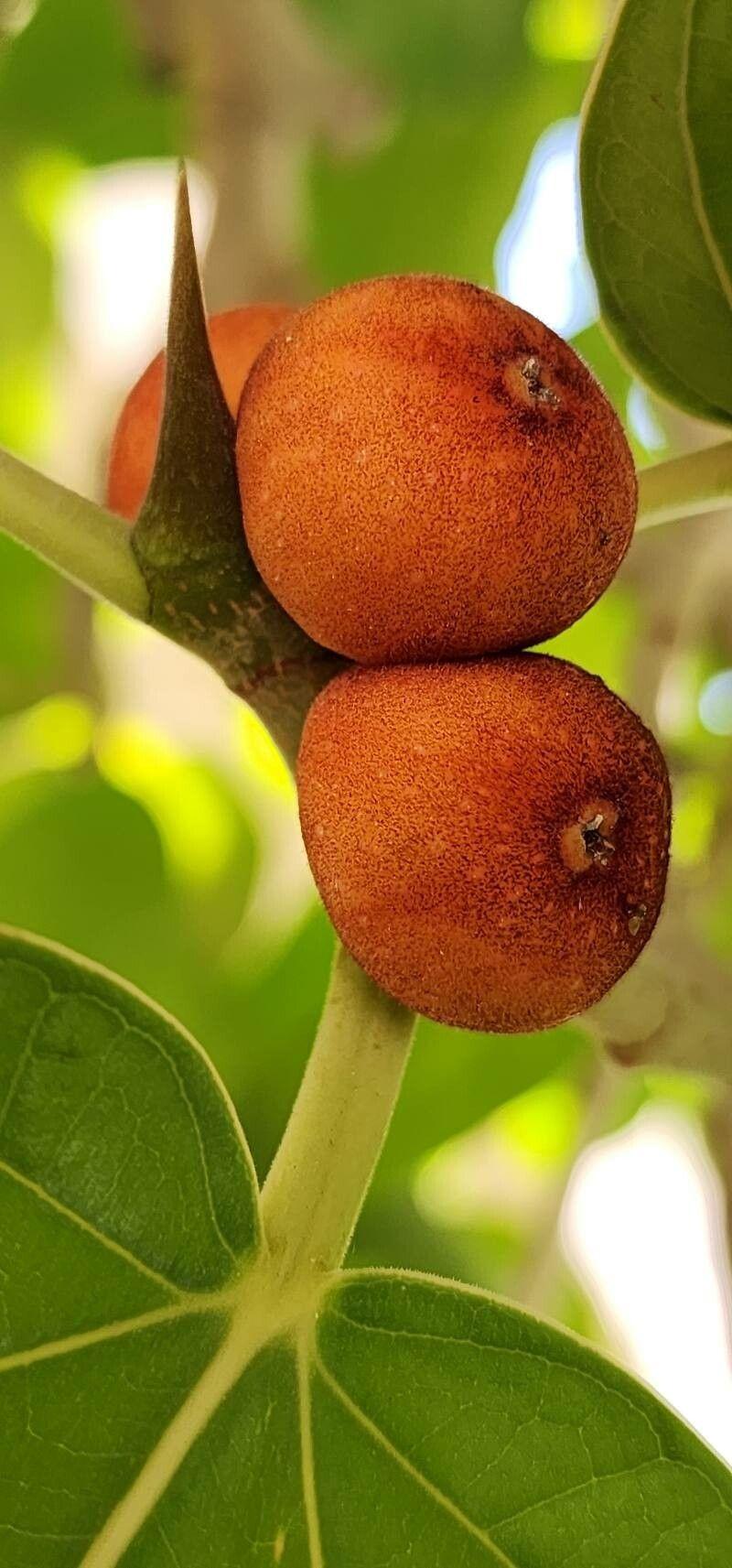 Ficus benghalensis