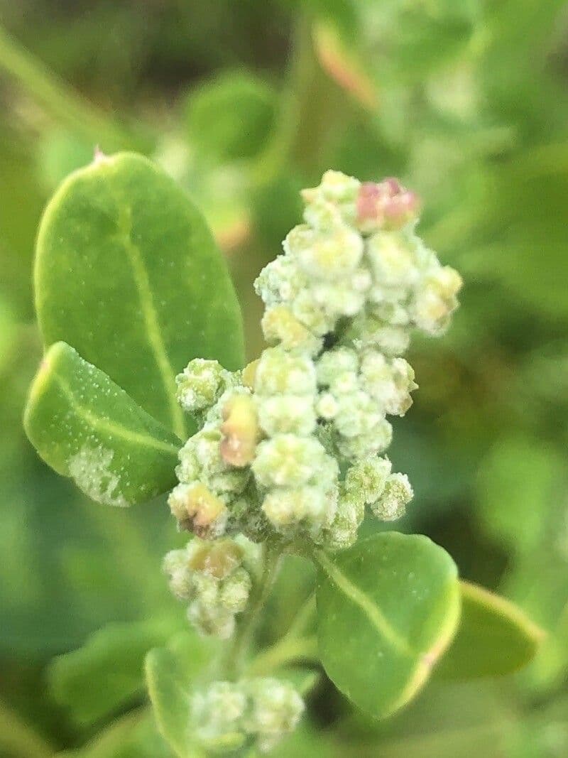 Chenopodium vulvaria