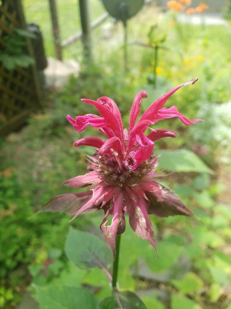 Monarda didyma