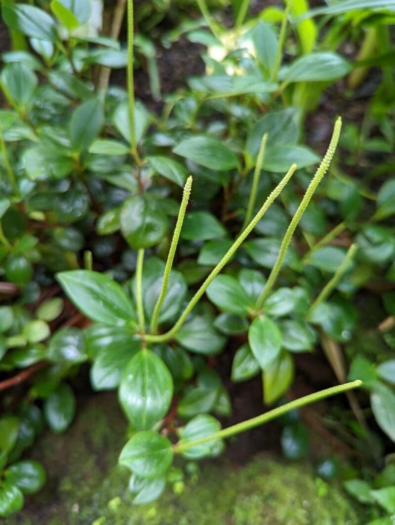 Peperomia glabella