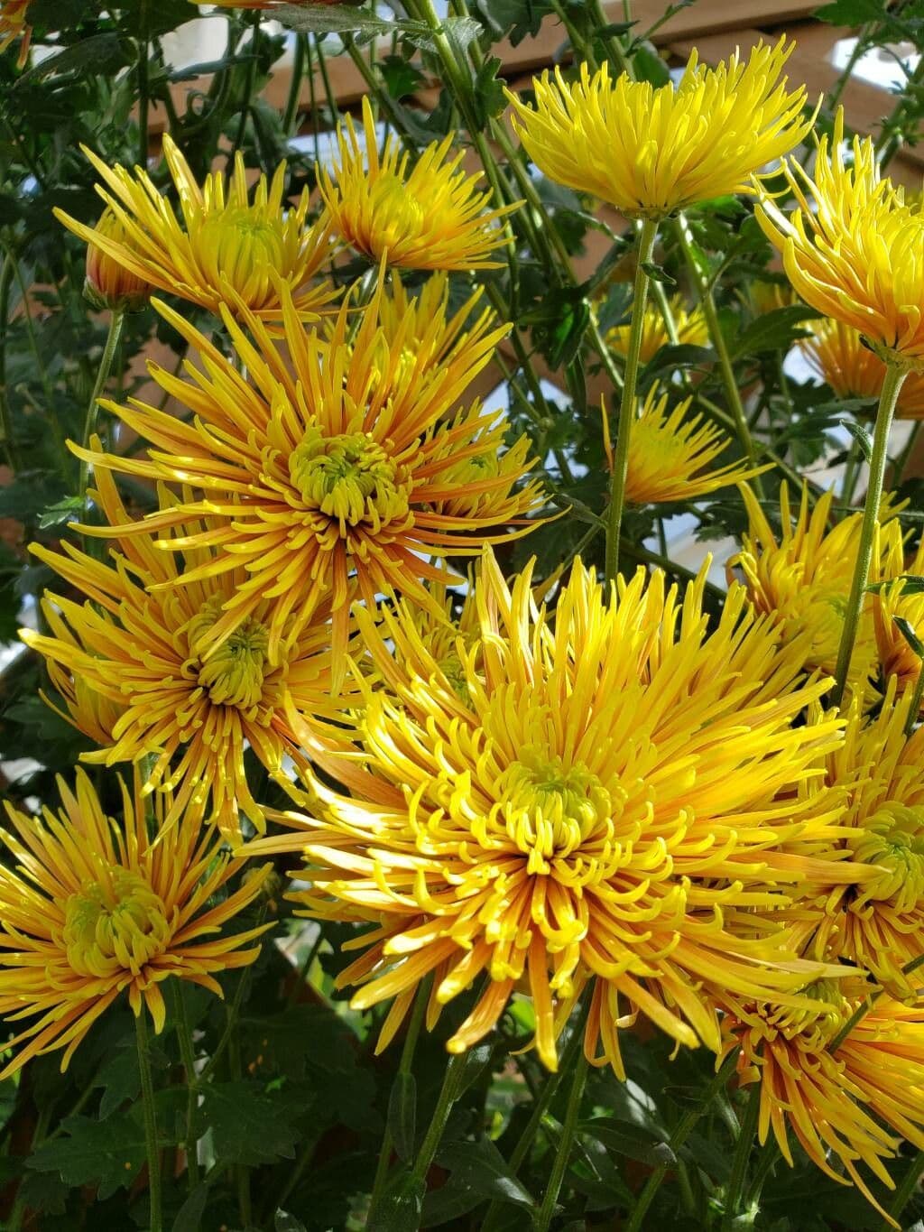 Chrysanthemum morifolium