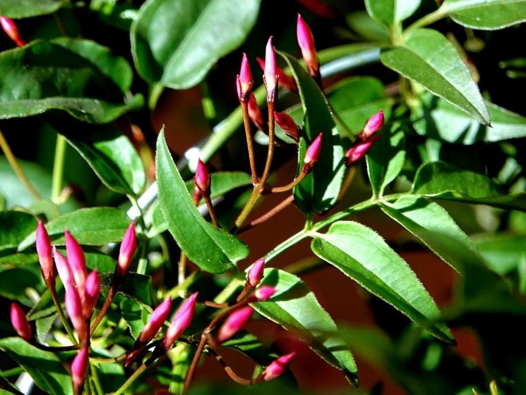 Jasminum polyanthum