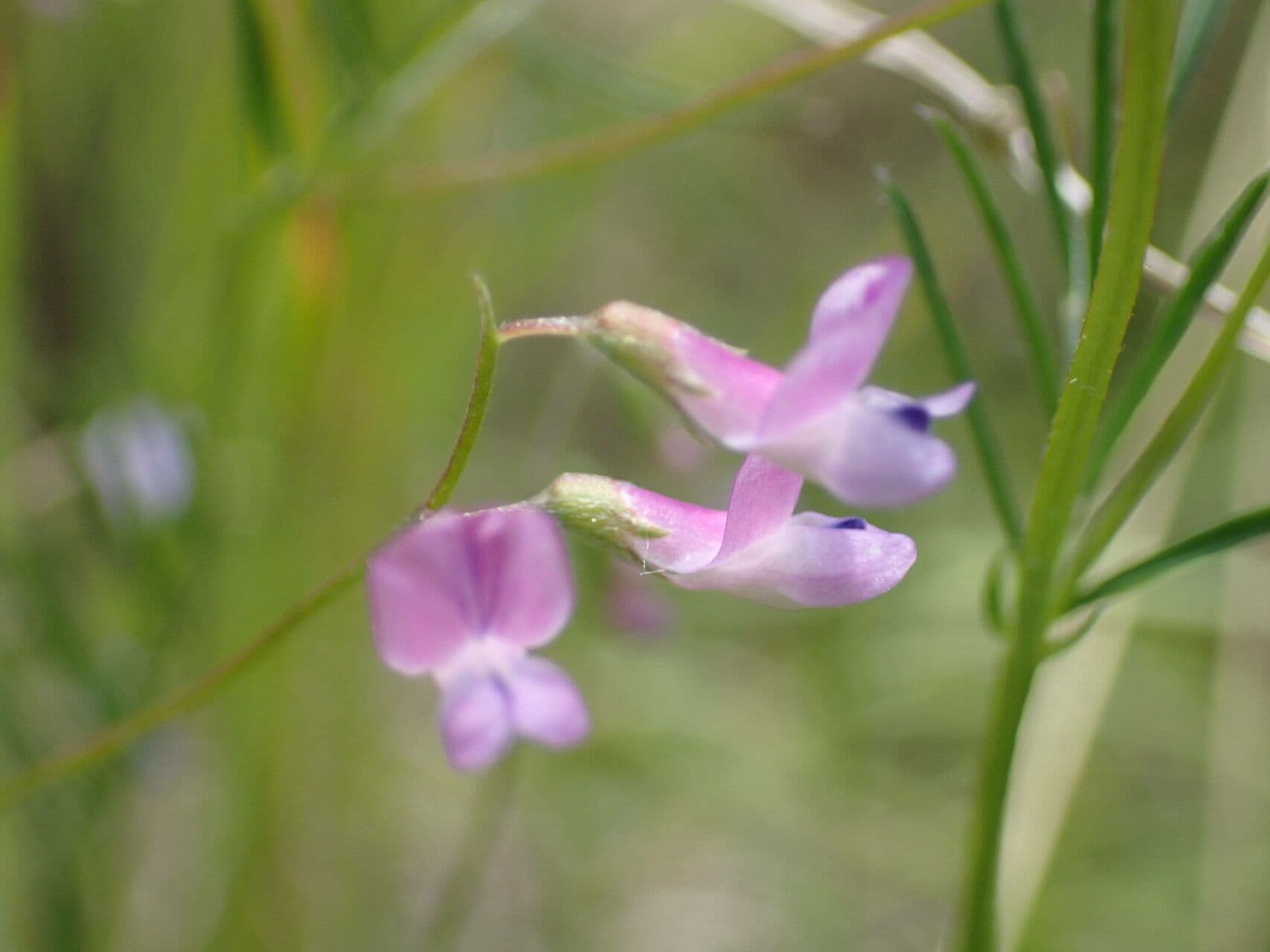 Vicia parviflora