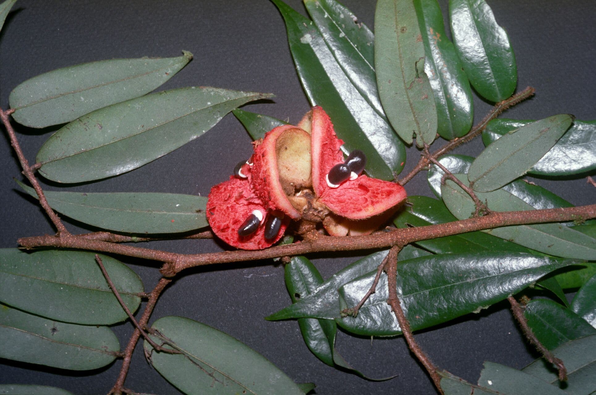 Xylopia crinita